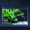 Acuario de 10 litros ultratransparente